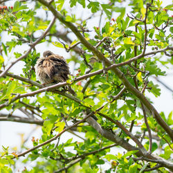 Low angle view of female blackbird perching on tree