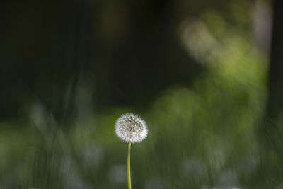 Close-up of dandelion flower on field