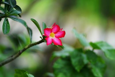 Close-up of pink rose flower