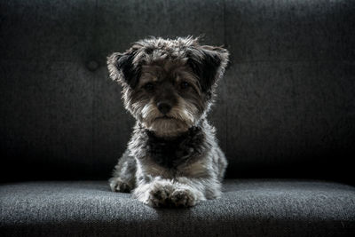 Close-up portrait of puppy sitting