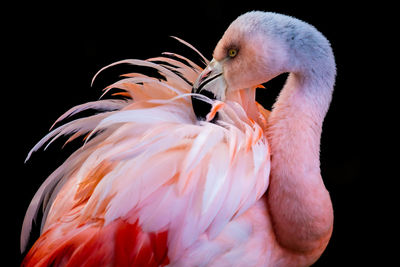 Close-up of a bird