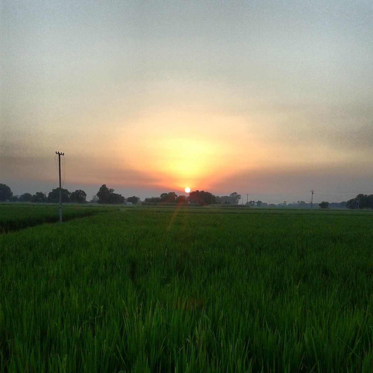 sunset, field, landscape, sun, tranquil scene, scenics, tranquility, beauty in nature, grass, sky, rural scene, nature, orange color, idyllic, green color, growth, agriculture, grassy, farm, sunlight