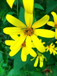 Close-up of insect on yellow flower