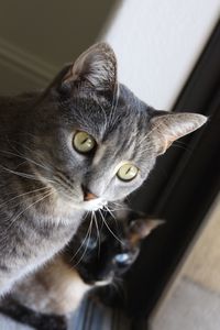 Close-up of cat looking away