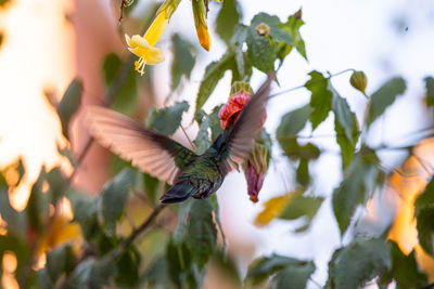 View of birds flying