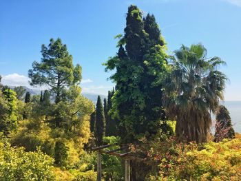 Trees and plants on land against sky