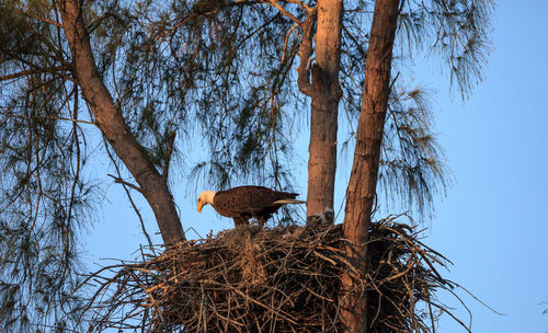 Low angle view of bird nest on tree against sky