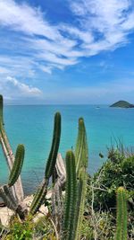 Cactus growing by sea against sky