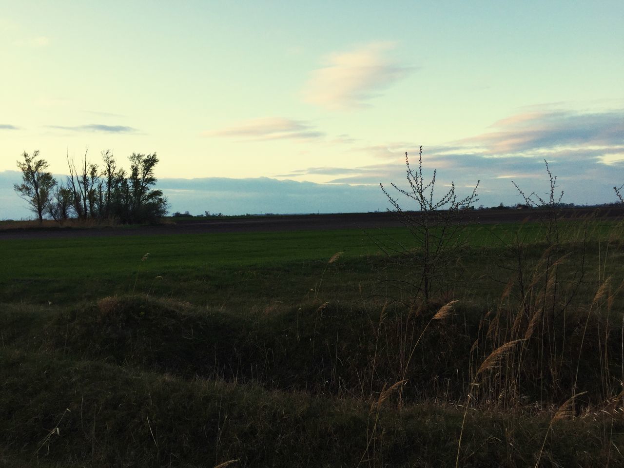 SCENIC VIEW OF GRASSY FIELD AGAINST SKY