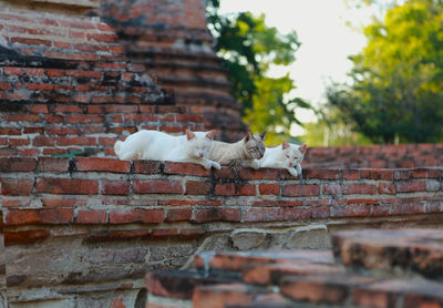 View of a cat against brick wall