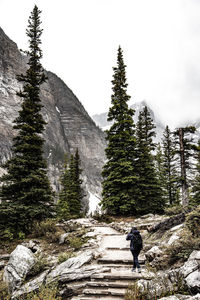 Rear view of man walking on street amidst trees against sky