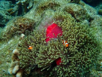 High angle view of coral in water
