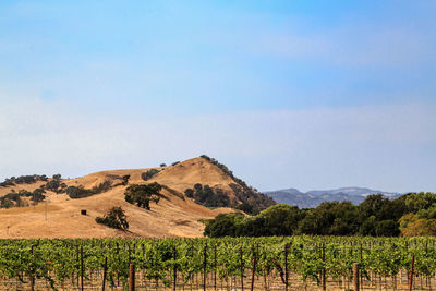 Scenic view of vineyard against sky