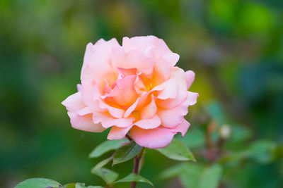Close-up of pink rose