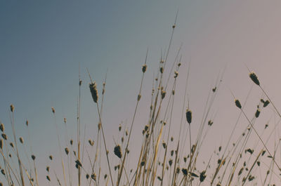 Closeup of a bush of dry grass in infanta elena park in seville, andalusia, spain. selective focus