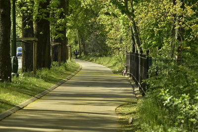 Footpath amidst trees in forest