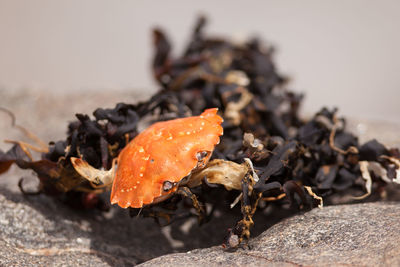 Close-up of orange crab on dead kelp