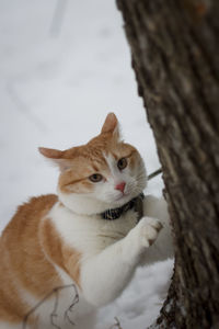 Close-up of a cat