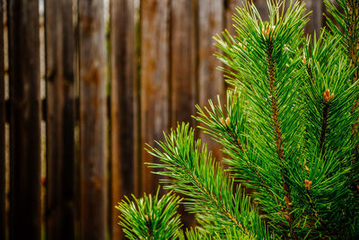 Christmas tree branches close up on brown wooden background.