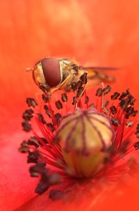 Close-up of bee on red flower