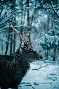 Deer on snow covered land