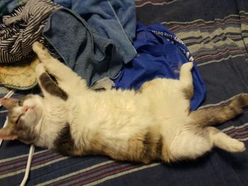 Cat sleeping on tiled floor