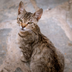 Close-up of a cat looking away