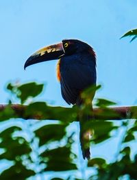 Low angle view of hornbill perching on tree against sky