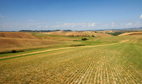 Scenic view of agricultural field against sky