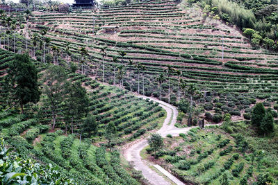 High angle view of agricultural field