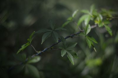 Close-up of plant