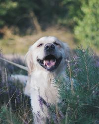 Close-up of dog in park