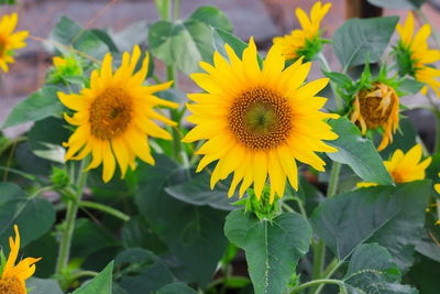 Close-up of sunflowers on flowering plant