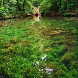 Scenic view of lake in forest