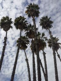 Low angle view of palm trees against sky