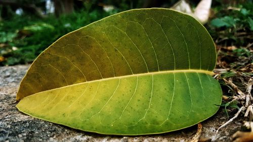 Close-up of green leaf