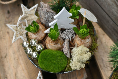 Christmas composition with hyacinths in a pot