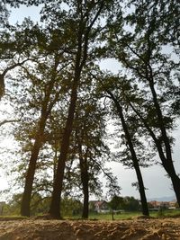 Trees on field against sky