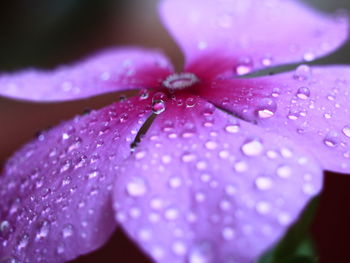 Close-up of wet pink flower