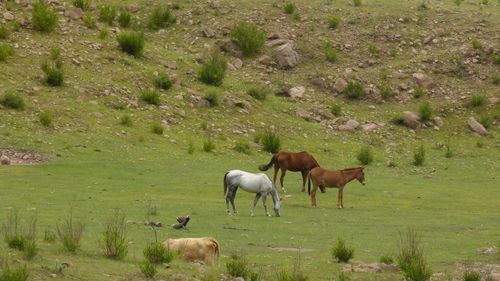 Horses grazing in a field