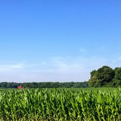 Scenic view of agricultural field against blue sky