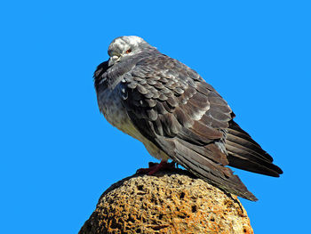 Low angle view of eagle perching on the sky