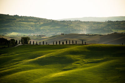 Rolling green hills with trees