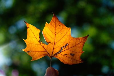 Close-up of autumn leaf against blurred background