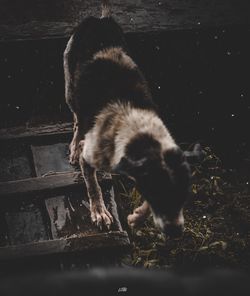 High angle view of a dog drinking water