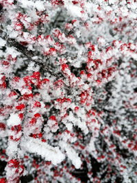 Close-up of snow on tree