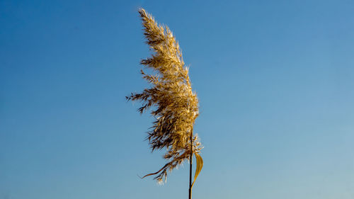 Close-up of plant against clear blue sky