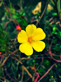 Close-up of yellow flower blooming outdoors