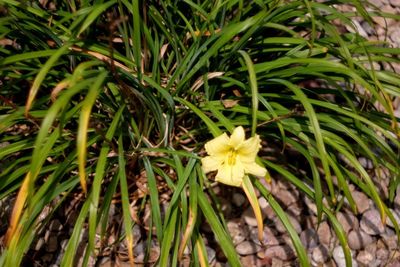 Close-up of yellow flowering plants on field