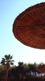 Low angle view of palm trees against clear sky